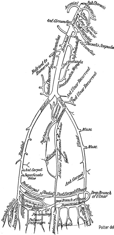 Arteries of the trunk include the. arteries of body diagram