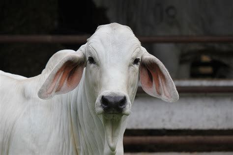 Free Images White Horn Pasture Livestock Sheep Fauna Close Up