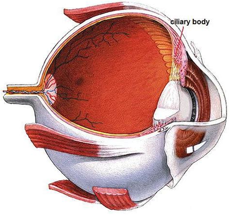 Flashcards Ch 15 Eye And Ear 3 Layers Of The Eye Sclera Studyblue