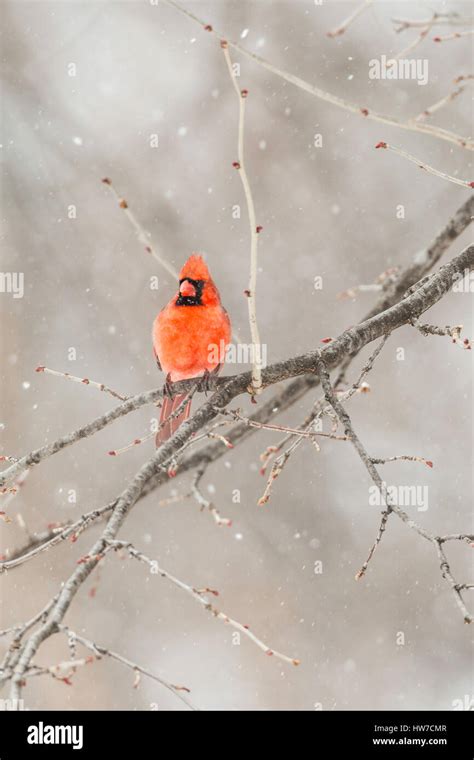 Male Northern Cardinal Perched On Bare Tree Limb In Snowstorm Stock