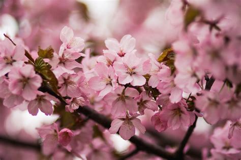 Free Photo Pink Cherry Blossoms Bloom Growth Season Free