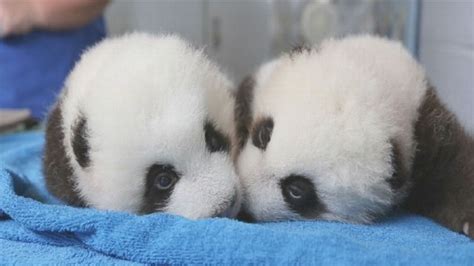 Vote To Name The Twin Panda Cubs At Zoo Atlanta Video Abc News