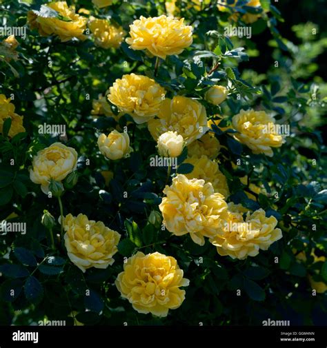 Rosa Foetida Persiana Persian Yellow Rose Specie Rsp037880