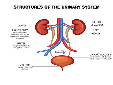 Human Urinary System Diagram Labeled Diagram Media Def Images And