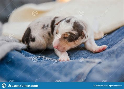 Newborn Border Collie Puppy Newborn Dog Pup Stock Photo Image Of