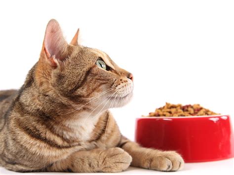 Blue buffalo indoor health dry cat food. Wet vs Dry Cat Food - The Ongoing Debate as to Which is ...
