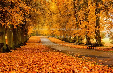 Autumn Spndor Leaves Path Fall Nature Bench Hd Wallpaper