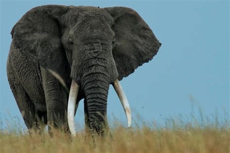 Elephant Lifespan How Long Do Elephants Live Nature And Life