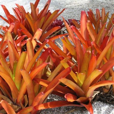 Aechmea Blanchetiana Orange Bromeliads Bromeliads Landscaping