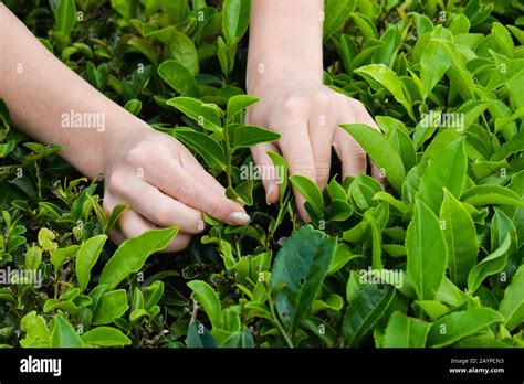 Tea Harvesting Close Up Hands Picking Leaves Stock Photo Alamy