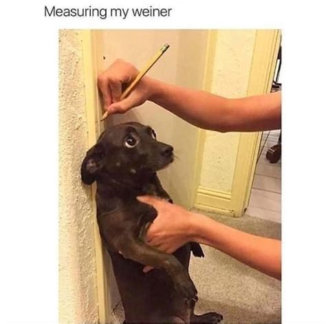 Funniest Dog Memes Of The Week For Canine Connoisseurs April 20 2023