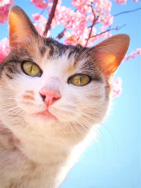 Sakura Cat Backlight Tanakawho Flickr