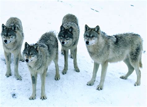 Series: Wisconsin's Wolves | WisContext