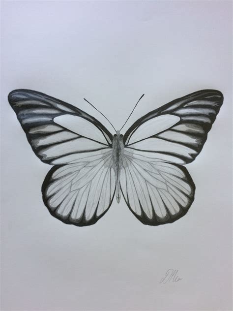 Simple Butterfly Pencil Art Drawing Food Affair