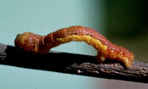 Canker Worms Inch Long Caterpillars That Are Pests Of Trees Adopt And Shop