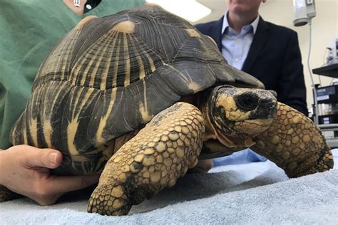 Endangered Tortoises Recovered Seven Years After Being Stolen From