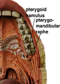 Each medial plate of pterygoid process divides superiorly in order to create the small, shallow scaphoid fossa. Ashley&Allison