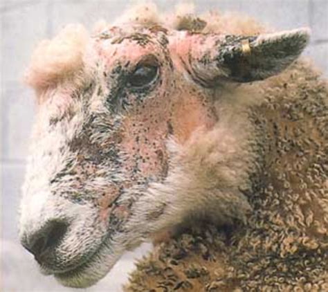 Sheep Diseases Symptoms Prevention And Treatment