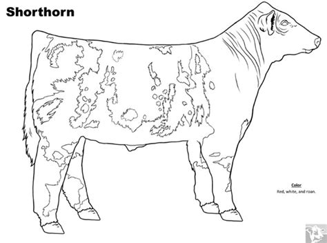 8400 Angus Cow Coloring Pages Pictures Hot Coloring Pages