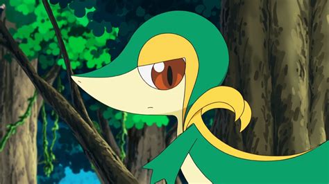 27 Fascinating And Amazing Facts About Snivy From Pokemon Tons Of Facts
