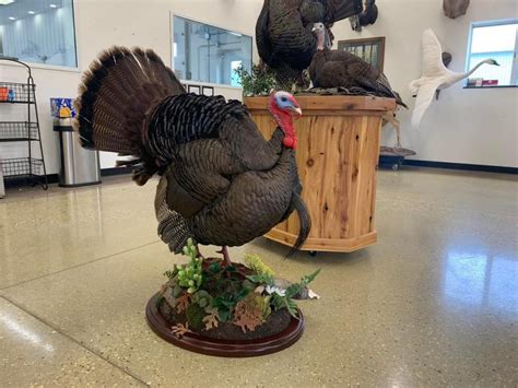 Half Strut Turkey Mounts Stehlings Taxidermy