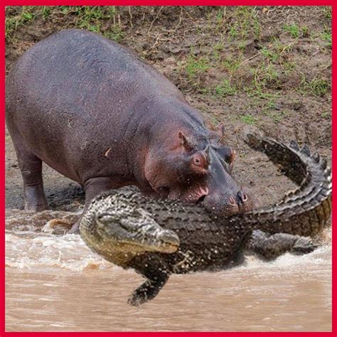 Amazing Hippo Rescue Zebra From The Crocodile Crocodile Vs 6 Hippo