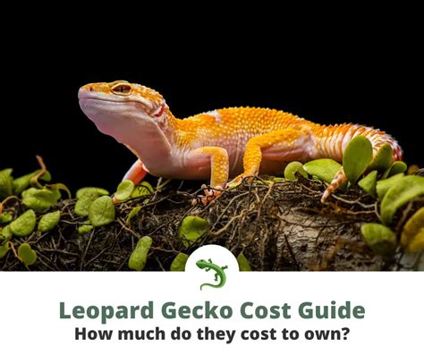 How Much Do Leopard Geckos Cost Reptileknowhow