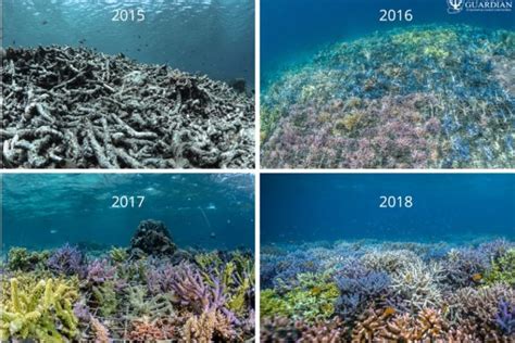 Quest Ce Que Le Blanchissement Des Récifs Coralliens Seaescape