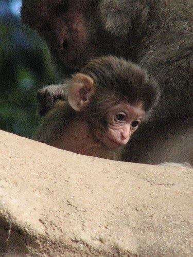 Swayambunath Stupa Monkeys 8 Monkeys Live And Roam Freely Flickr