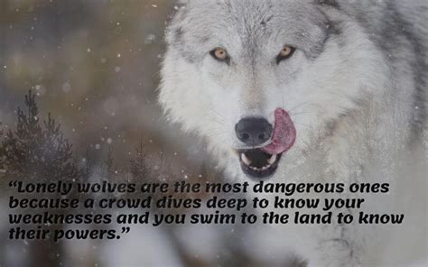 Top 40 Lone Wolf Quotes To Inspire You In 2022