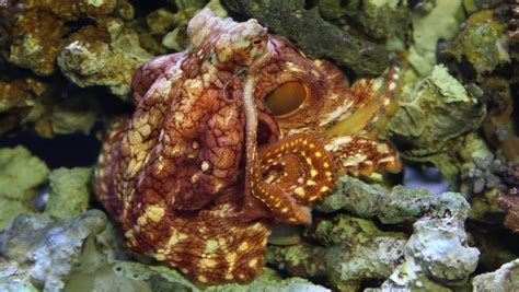 Day Octopus Coral Reefs Octopuses And Kin Octopus Cyanea