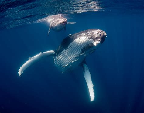 Swimming With Humpback Whales Will Make You Believe In Magic