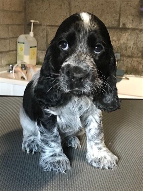 Show Cocker Spaniels For Sale In Newry County Down Gumtree