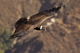 Condor delle Ande | JuzaPhoto