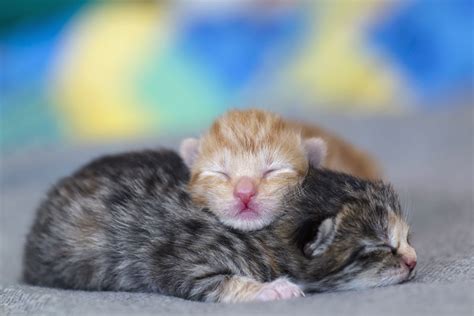 Kitten Development From Newborn To One Week Old