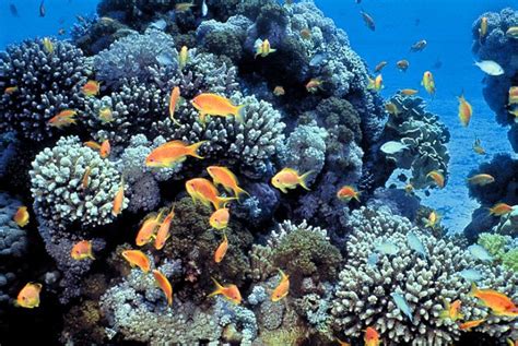 Exploring The 10 Best Coral Reefs Underwater Across The Globe Hello