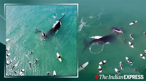 stunning drone footage capture surfers close encounter with mother whale and calf trending