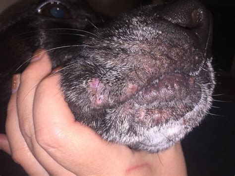 My Dog Has Had These “pimples” Or “cyst Like Bumps” On His Face The