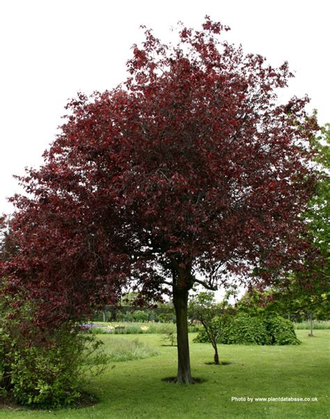 Buy Cherry Or Myrobalan Plum Tree Online From Uk Supplier