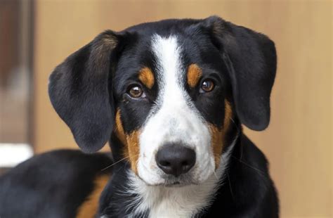 Entlebucher Mountain Dog Breed Information And Characteristics