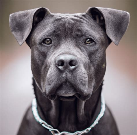 Image Of A Pitbull Cane Corso Mix Pet Dog Owner