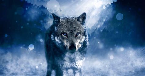 Winter Wolf Wallpapers 4k Wolf Wallpaperspro