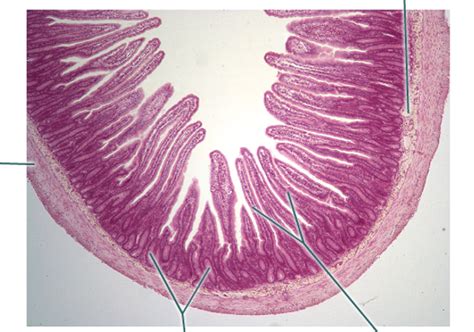 A Histology Tour Of The Gi Tract The Jejunum Chegos Pl