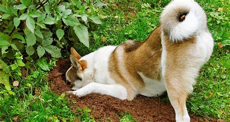 It certainly was for me. 6 Ideas For Creating A Backyard Your Dog Will Dig