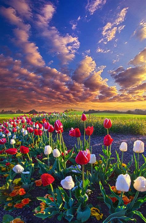 108 Best Images About Blooming Fields And Meadows On