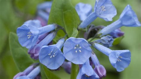 Wildflower Watch Bluebells Are Blooming In Carley State Park Mpr News