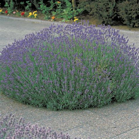 Lavandula Munstead Munstead Lavender Lavender Seeds