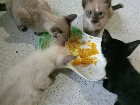 Dehidrat yang tidak dirawat boleh membawa m4ut. Kucing Cirit Birit & Cara Merawat Tanpa Makan Ubat (Anak)