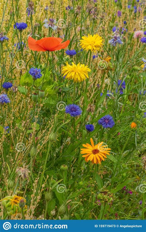 A Meadow For Many Insects With Colorful Flowers Stock Image Image Of