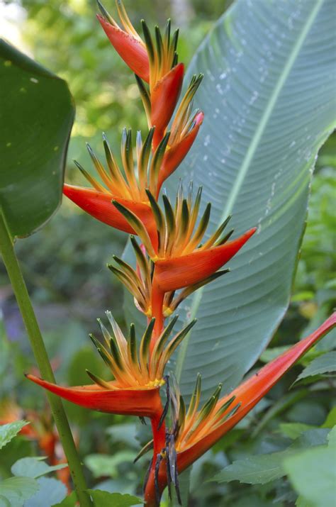Bird Of Paradise Varieties Learn About Different Bird Of Paradise